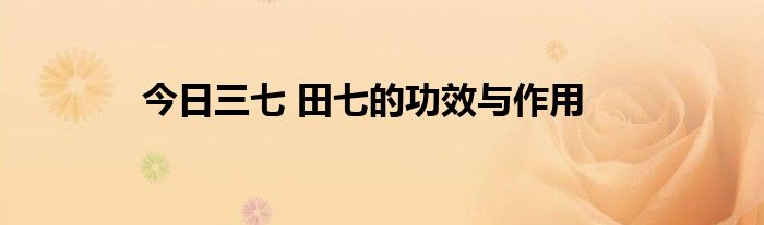 今日三七 田七的功效与作用