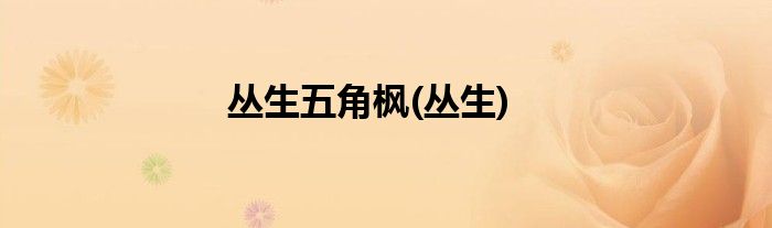 丛生五角枫(丛生)