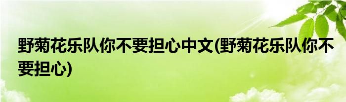 野菊花乐队你不要担心中文(野菊花乐队你不要担心)