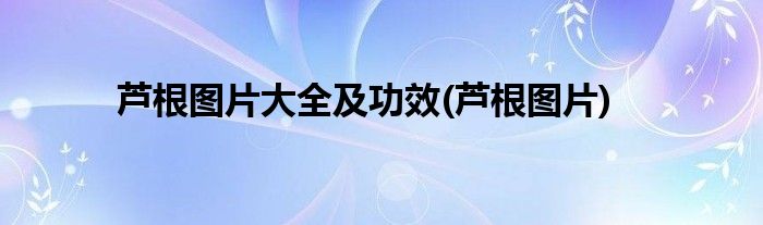 芦根图片大全及功效(芦根图片)