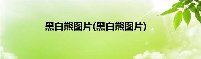 黑白熊图片(黑白熊图片)