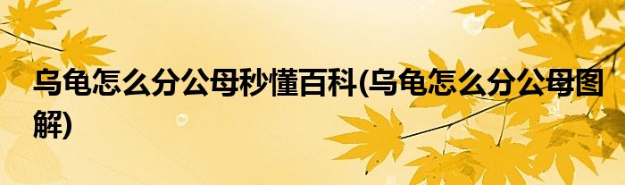 乌龟怎么分公母秒懂百科(乌龟怎么分公母图解)