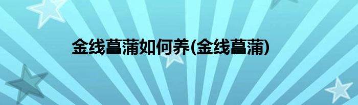 金线菖蒲如何养(金线菖蒲)