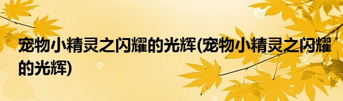宠物小精灵之闪耀的光辉(宠物小精灵之闪耀的光辉)