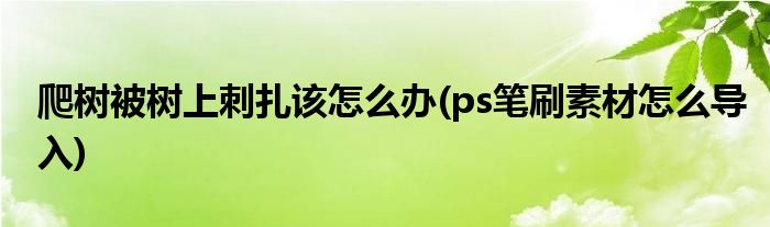 爬树被树上刺扎该怎么办(ps笔刷素材怎么导入)