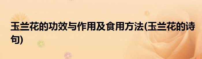 玉兰花的功效与作用及食用方法(玉兰花的诗句)