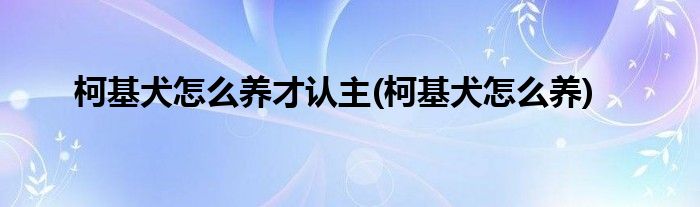 柯基犬怎么养才认主(柯基犬怎么养)