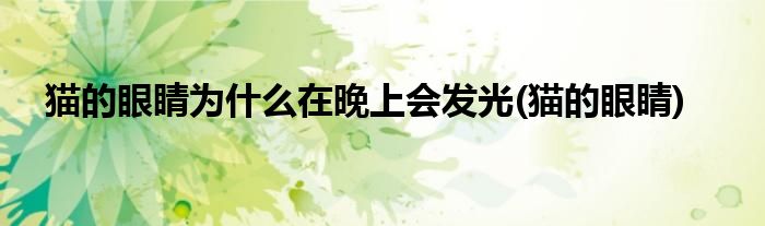 猫的眼睛为什么在晚上会发光(猫的眼睛)