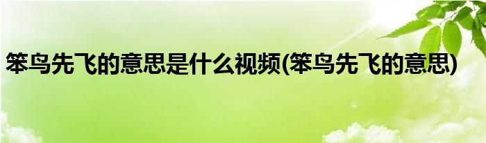 笨鸟先飞的意思是什么视频(笨鸟先飞的意思)