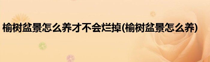 榆树盆景怎么养才不会烂掉(榆树盆景怎么养)