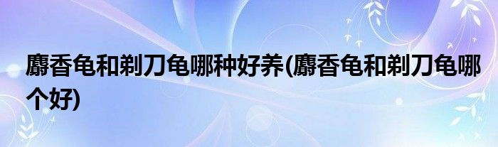 麝香龟和剃刀龟哪种好养(麝香龟和剃刀龟哪个好)