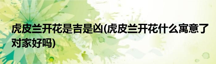 虎皮兰开花是吉是凶(虎皮兰开花什么寓意了对家好吗)