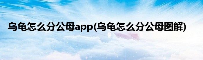 乌龟怎么分公母app(乌龟怎么分公母图解)