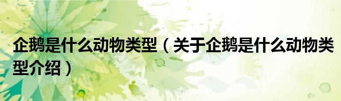 企鹅是什么动物类型（关于企鹅是什么动物类型介绍）