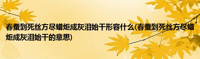 春蚕到死丝方尽蜡炬成灰泪始干形容什么(春蚕到死丝方尽蜡炬成灰泪始干的意思)
