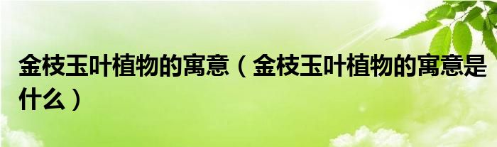 金枝玉叶植物的寓意（金枝玉叶植物的寓意是什么）