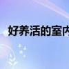 好养活的室内大型植物(好养活的室内盆栽)