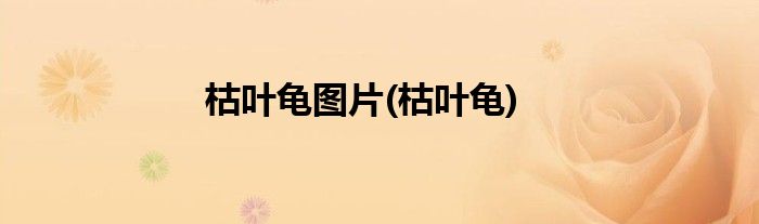 枯叶龟图片(枯叶龟)