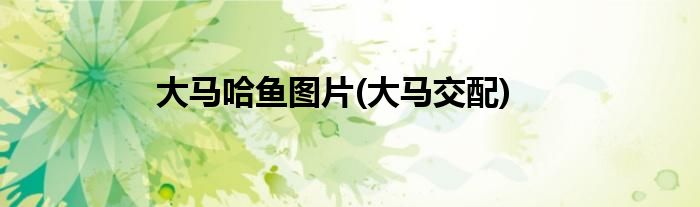 大马哈鱼图片(大马交配)