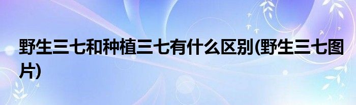 野生三七和种植三七有什么区别(野生三七图片)