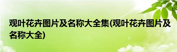 观叶花卉图片及名称大全集(观叶花卉图片及名称大全)