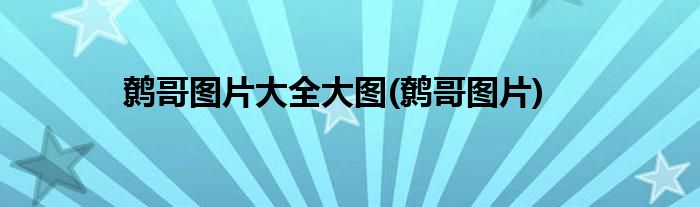 鹩哥图片大全大图(鹩哥图片)