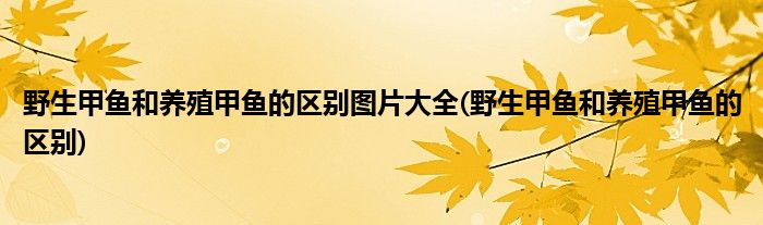 野生甲鱼和养殖甲鱼的区别图片大全(野生甲鱼和养殖甲鱼的区别)