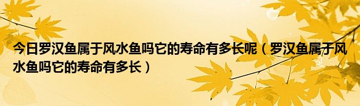 今日罗汉鱼属于风水鱼吗它的寿命有多长呢（罗汉鱼属于风水鱼吗它的寿命有多长）