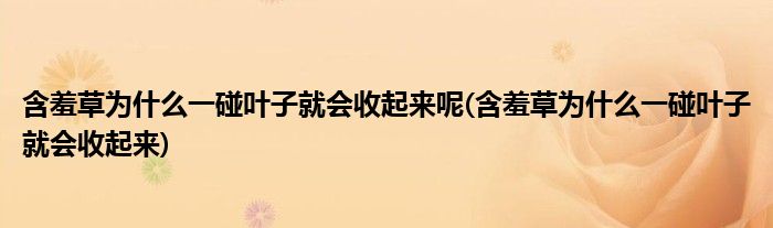 含羞草为什么一碰叶子就会收起来呢(含羞草为什么一碰叶子就会收起来)