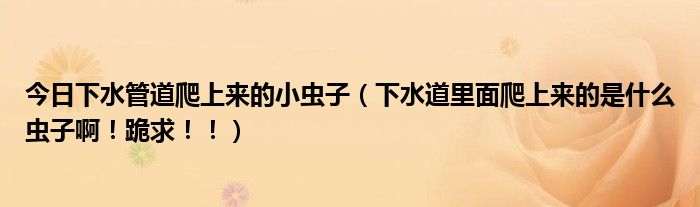 今日下水管道爬上来的小虫子（下水道里面爬上来的是什么虫子啊！跪求！！）