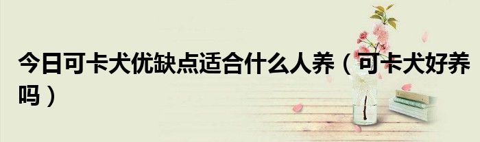 今日可卡犬优缺点适合什么人养（可卡犬好养吗）