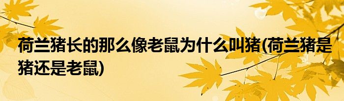 荷兰猪长的那么像老鼠为什么叫猪(荷兰猪是猪还是老鼠)