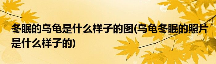 冬眠的乌龟是什么样子的图(乌龟冬眠的照片是什么样子的)