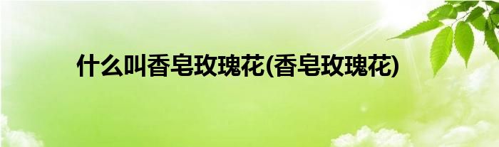 什么叫香皂玫瑰花(香皂玫瑰花)