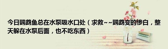 今日鹦鹉鱼总在水泵吸水口处（求救~~鹦鹉变的惨白，整天躲在水泵后面，也不吃东西）