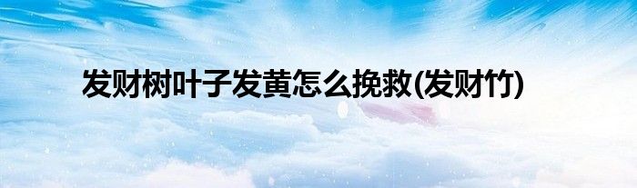 发财树叶子发黄怎么挽救(发财竹)