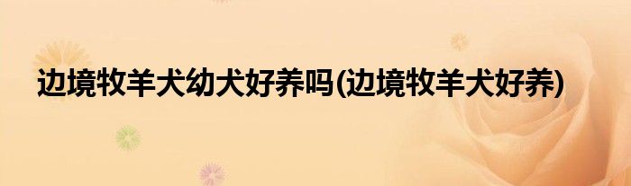 边境牧羊犬幼犬好养吗(边境牧羊犬好养)