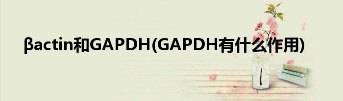 βactin和GAPDH(GAPDH有什么作用)