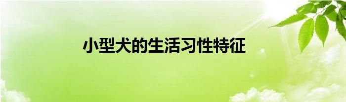 小型犬的生活习性特征