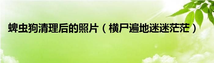 蜱虫狗清理后的照片（横尸遍地迷迷茫茫）