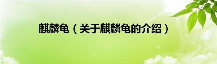麒麟龟（关于麒麟龟的介绍）