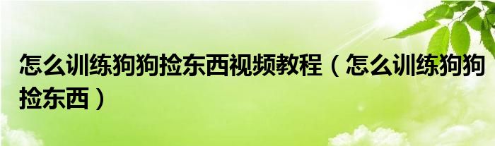 怎么训练狗狗捡东西视频教程（怎么训练狗狗捡东西）