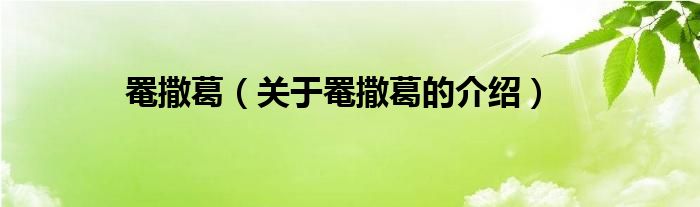 罨撒葛（关于罨撒葛的介绍）