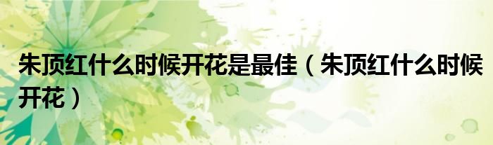 朱顶红什么时候开花是最佳（朱顶红什么时候开花）