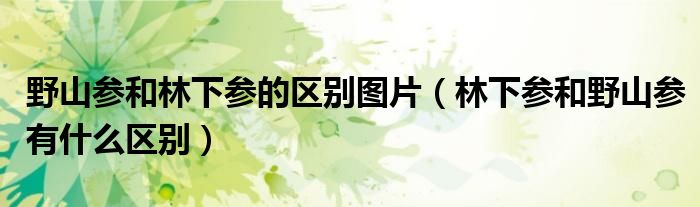 野山参和林下参的区别图片（林下参和野山参有什么区别）