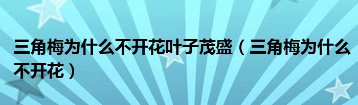 三角梅为什么不开花叶子茂盛（三角梅为什么不开花）
