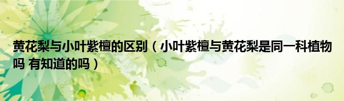 黄花梨与小叶紫檀的区别（小叶紫檀与黄花梨是同一科植物吗 有知道的吗）