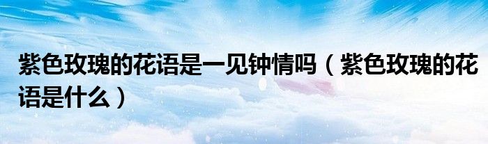 紫色玫瑰的花语是一见钟情吗（紫色玫瑰的花语是什么）