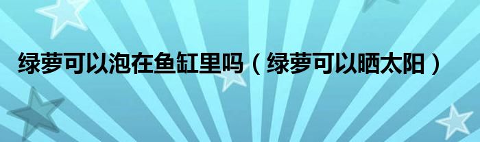 绿萝可以泡在鱼缸里吗（绿萝可以晒太阳）