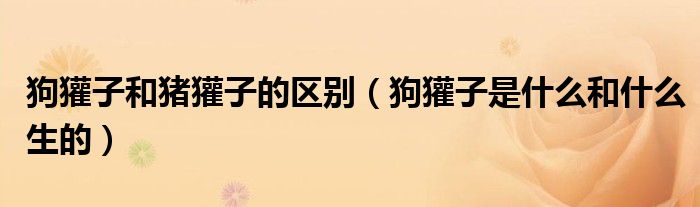 狗獾子和猪獾子的区别（狗獾子是什么和什么生的）